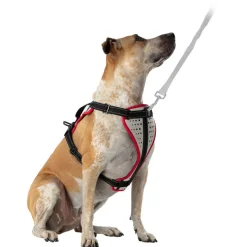 Nathan Sports K9 Dog Harness - Reflective Vapor Blue/Lollipop