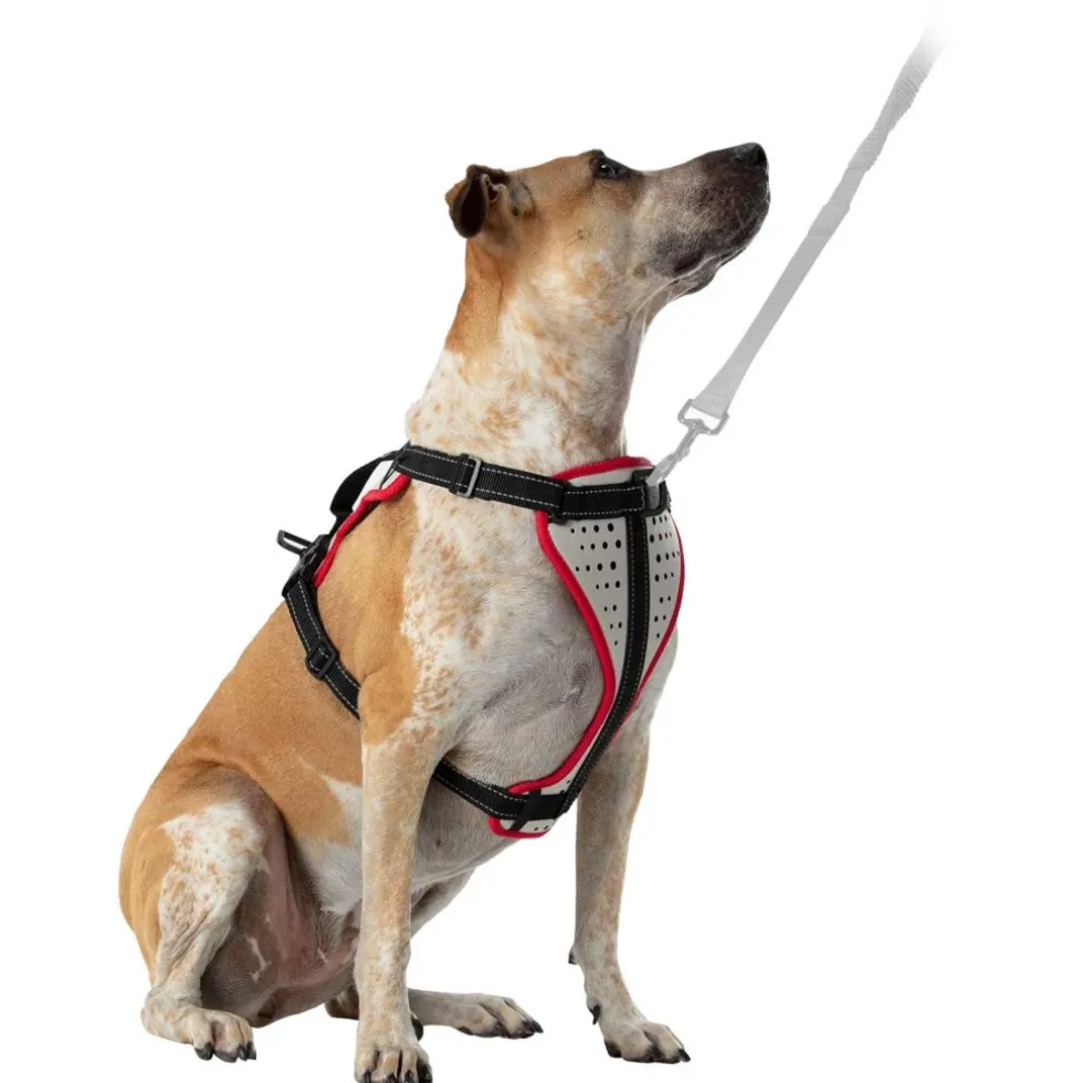 Nathan Sports K9 Dog Harness - Reflective Vapor Blue/Lollipop