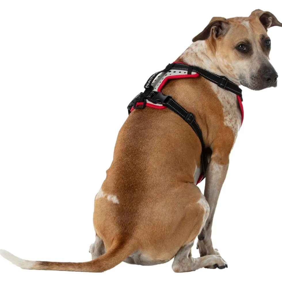 Nathan Sports K9 Dog Harness - Reflective Vapor Blue/Lollipop